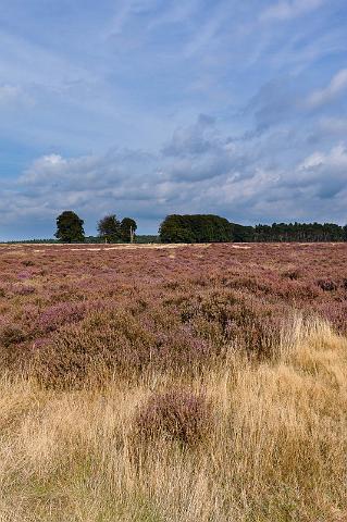 52 Hoge Veluwe, bosje van staf.jpg